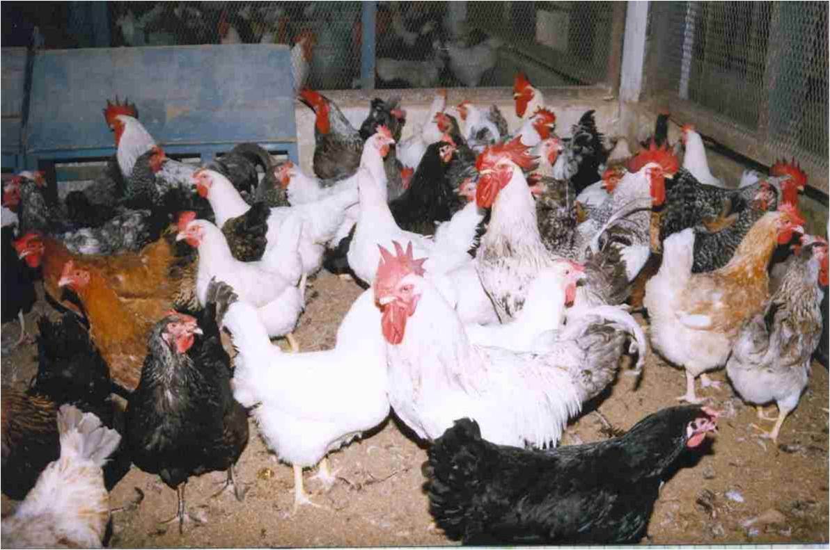 Joint Director Poultry cum LPP – Animal Husbandry Department Kashmir |  Jammu and Kashmir Government
