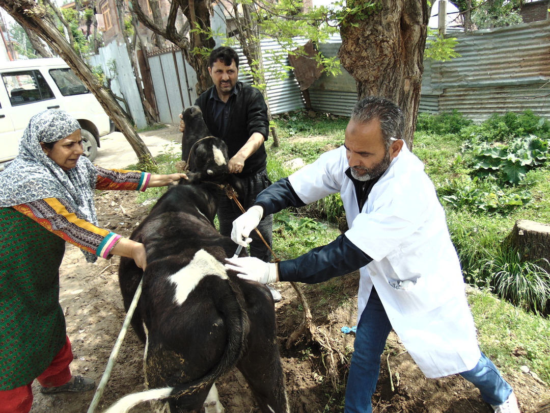 Animal Husbandry Department Kashmir Celebrates World Veterinary Day 2019  promotes 'Value of Vaccination' – Animal Husbandry Department Kashmir |  Jammu and Kashmir Government
