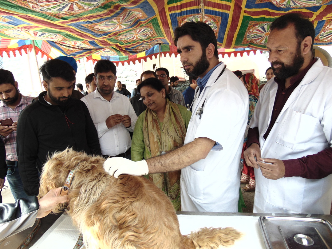 Animal Husbandry Department Kashmir | Jammu and Kashmir Government –  Government of Jammu and Kashmir